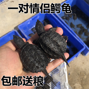 包邮 外塘北美小鳄龟拟鳄龟鳄鱼龟宠物鳄龟观赏杂佛鳄龟乌龟活物