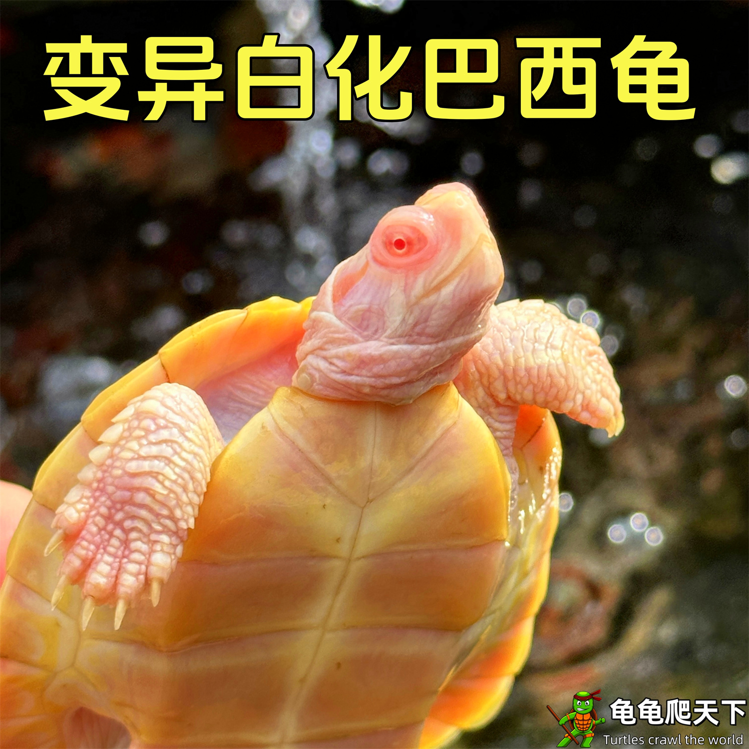 龟龟爬天下白化变异巴西龟黄金甲