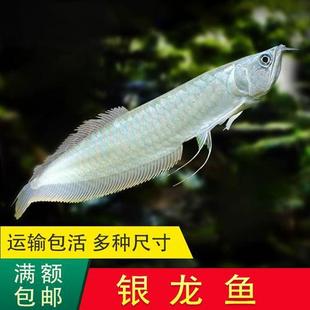 银龙鱼活体热带观赏鱼银龙鱼红龙鱼金龙鱼风水鱼黄化银龙鱼苗包邮