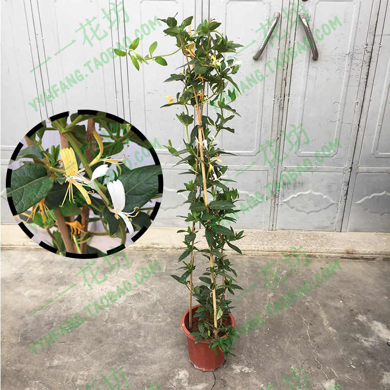 庭院阳台驱蚊虫可食用爬藤植物
