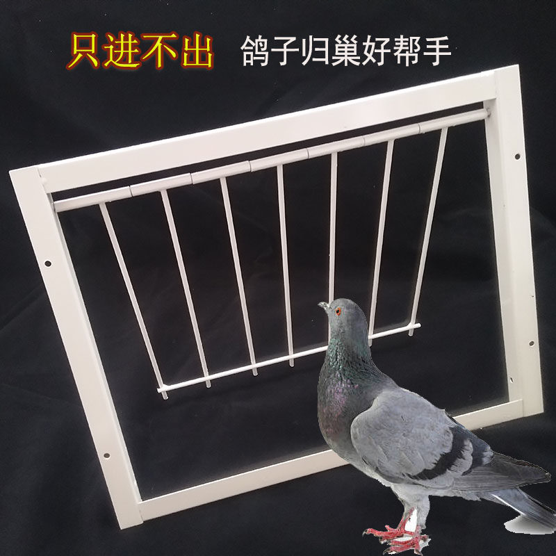 鸽子用品用具信鸽用品鸽具训赛鸽