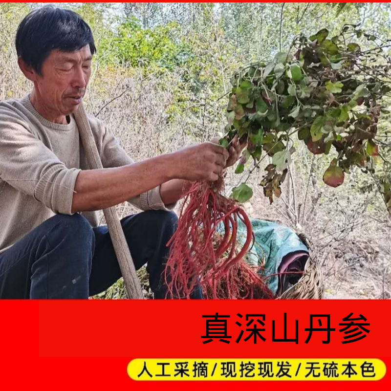 新鲜沂蒙山丹参紫花丹参 无硫整颗丹参中药材现挖丹参血参根2斤装