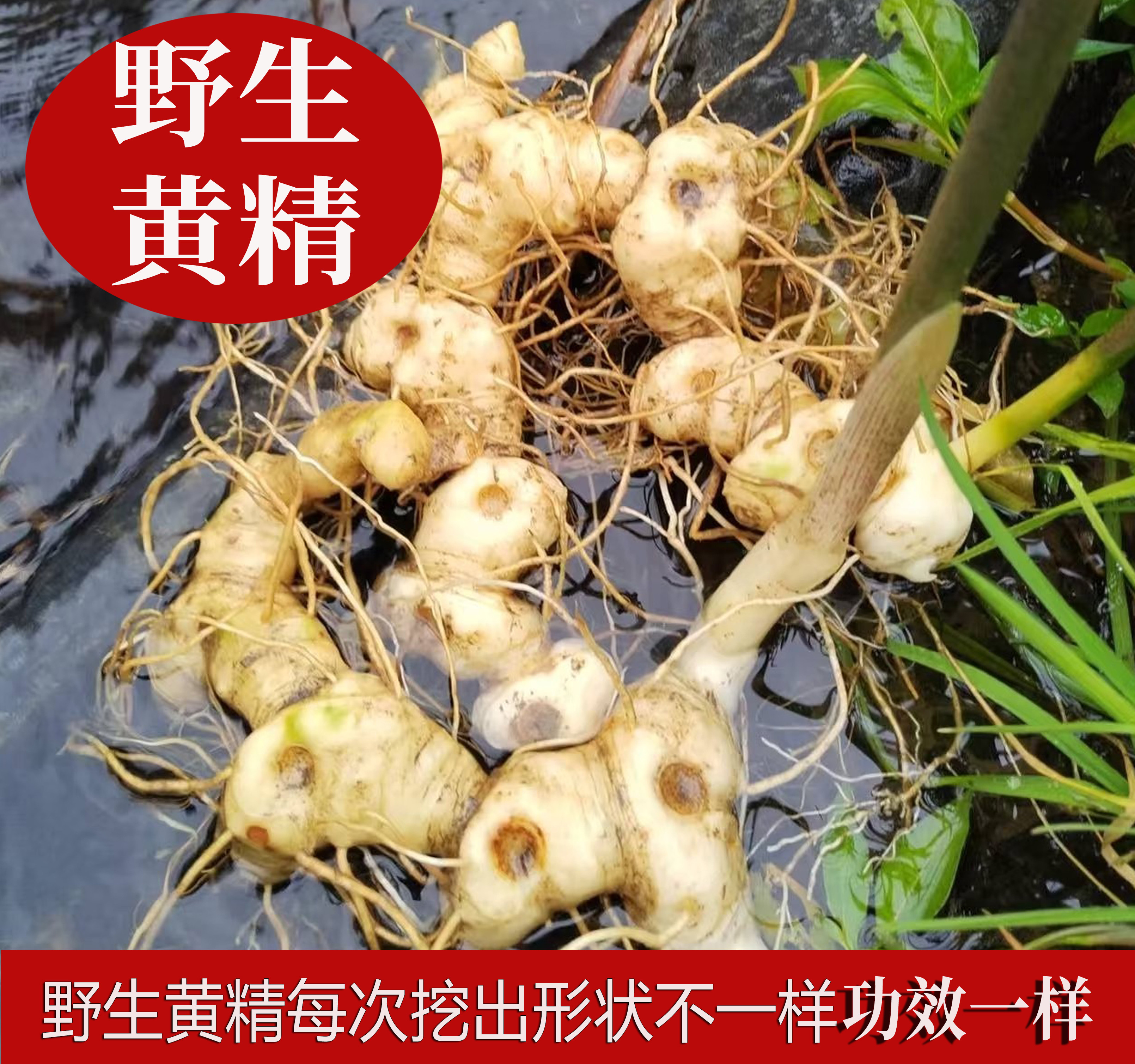 纯野生7-15年现挖新鲜多花黄精老虎姜鸡头参煲汤泡酒炖鸡滋补安化