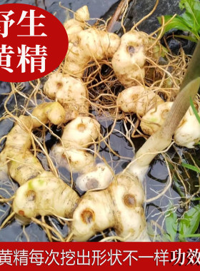 野生多花倒苗黄精的功效是什么