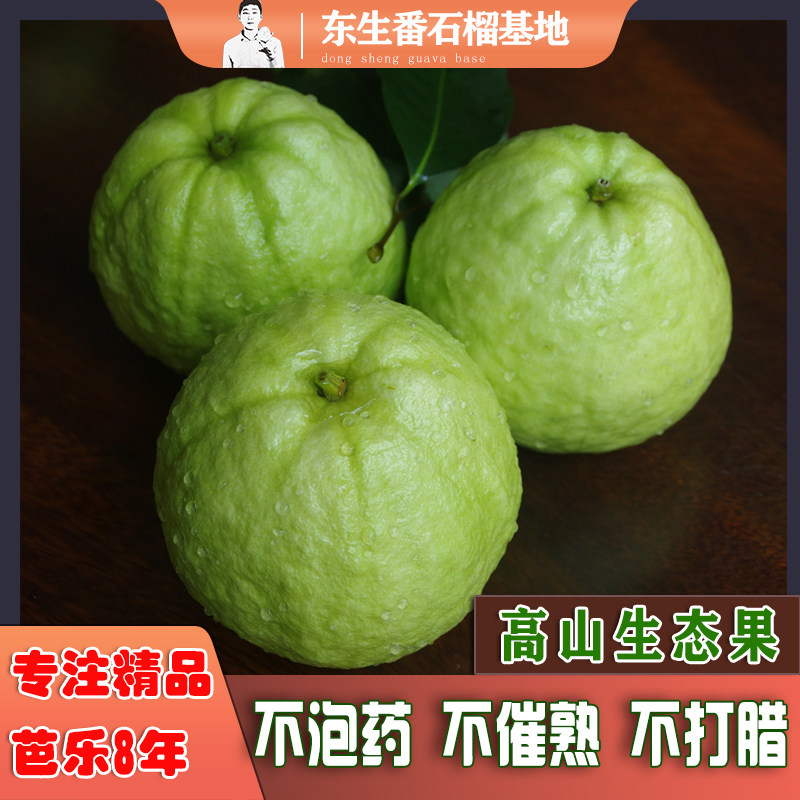 老树精品大果番石榴甜脆白心芭乐热带新鲜水果礼盒8斤现摘包邮