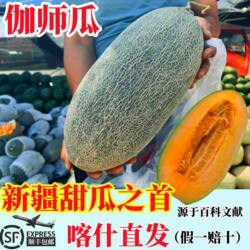 伽师瓜新疆哈密瓜喀什伽师县特产新鲜当季水果脆甜多汁网纹甜瓜