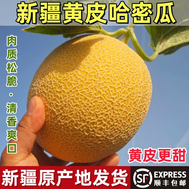 新疆哈密瓜黄皮正宗至爱蜜瓜新鲜吐鲁番网纹甜瓜特级包邮一藤一瓜