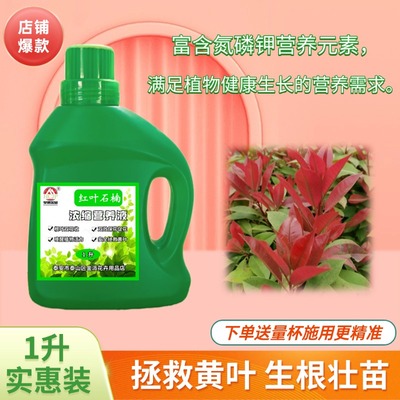 火焰红叶石楠树苗浓缩营养液盆栽养花绿化绿植专用水溶性氮磷钾肥