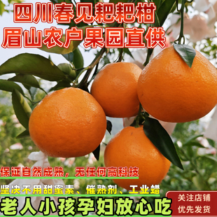 四川眉山春见耙耙柑当季水果新鲜柑橘自然熟产地现摘现发精品包邮