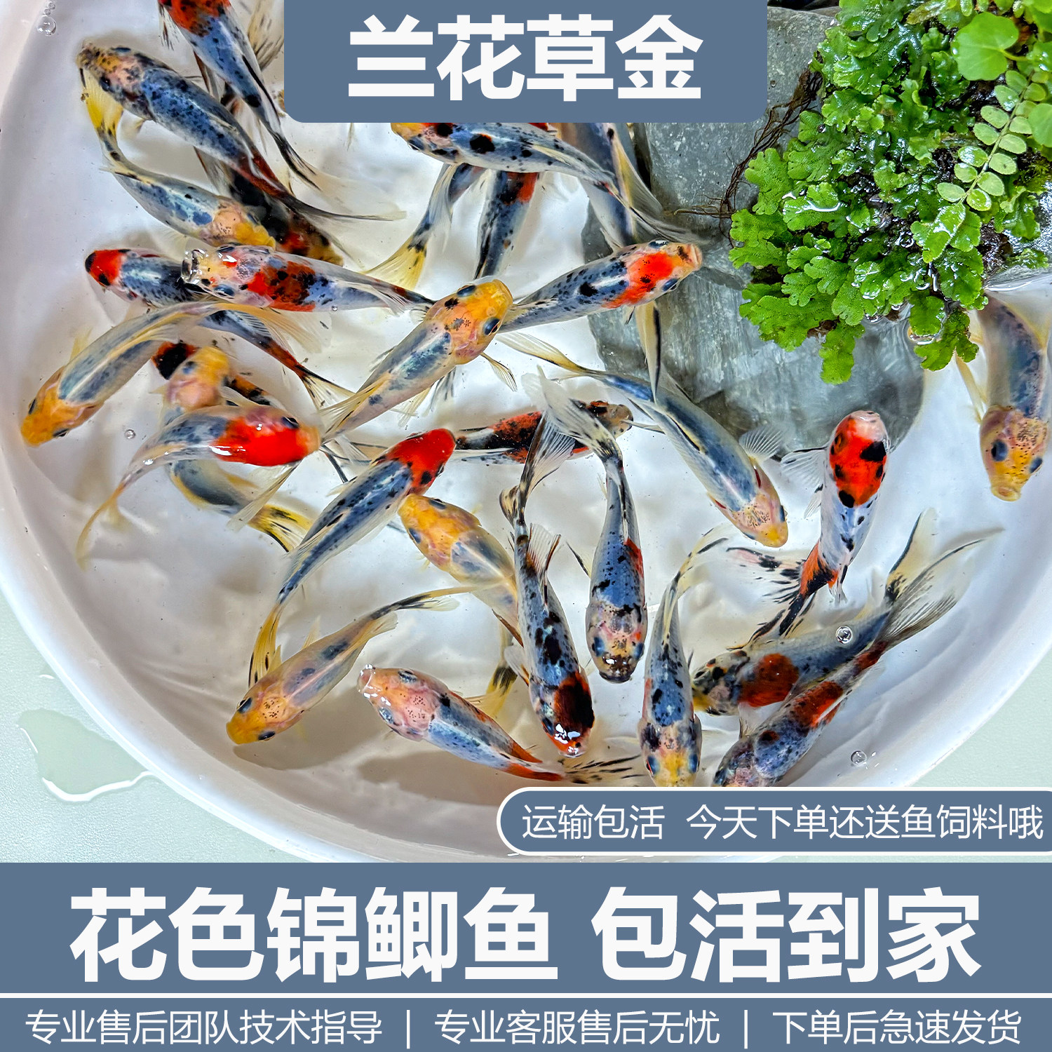 兰花草金冷水观赏鱼好养耐活