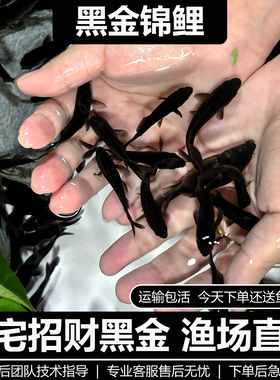 黑色锦鲤鱼风水草金鱼冷水淡水观赏鱼活体鱼好养耐活黑彗星自来水