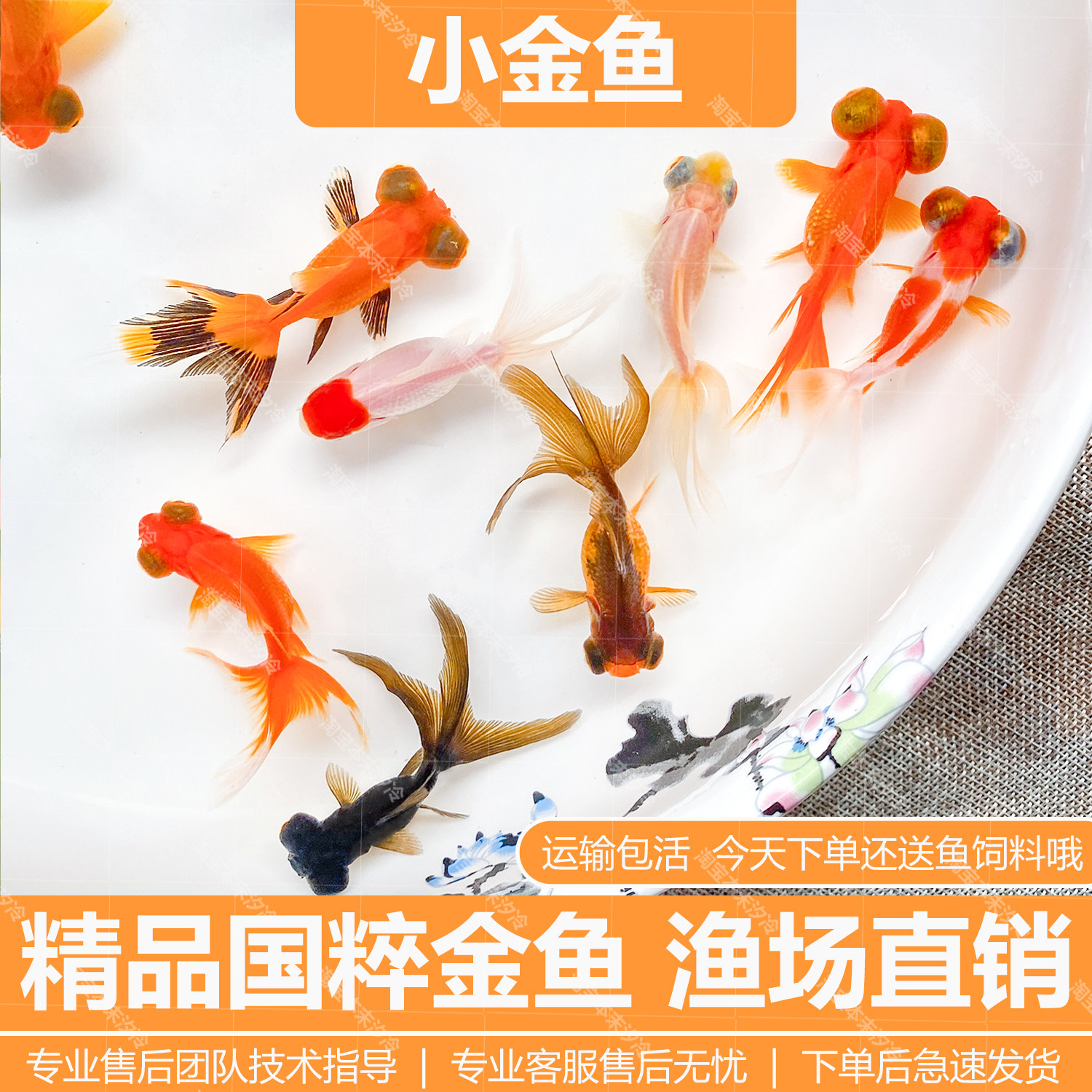 金鱼活鱼观赏鱼活体小金鱼冷水鱼好养耐活金鱼苗淡水鱼宠物鱼大型,宠物/宠物食品及用品,鱼,淘宝优惠券,粉丝福利购,淘宝优惠卷