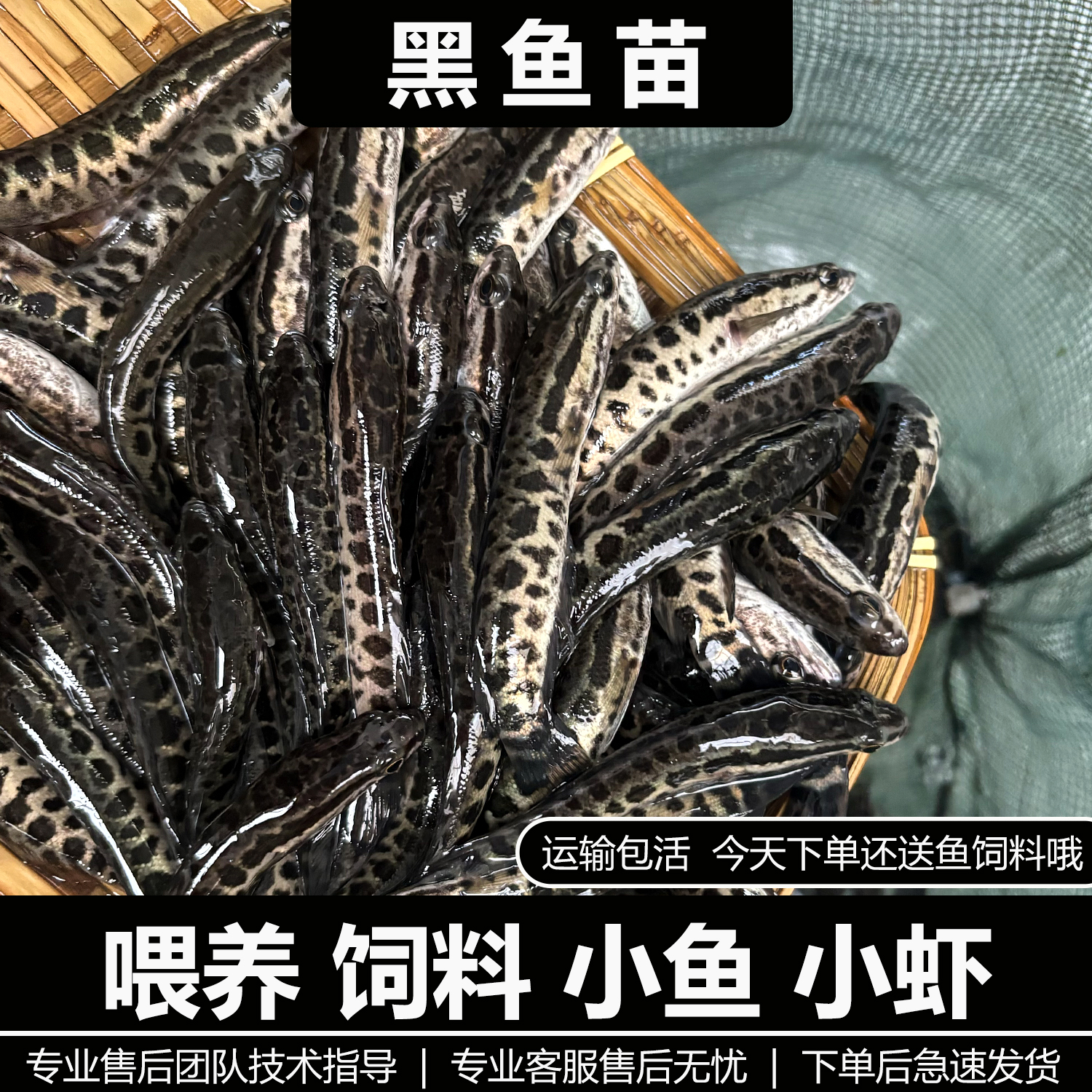 四川黑鱼苗淡水鱼苗养殖食用鱼苗特大好养凶猛冷水观赏小鱼苗观赏