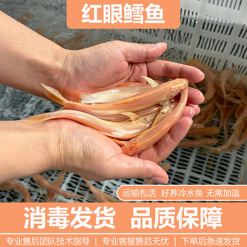 红眼银鳕鱼苗淡水鱼苗养殖观赏鱼