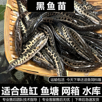 黑鱼苗乌鱼淡水养殖生鱼活体乌鳢财鱼斑鱼特大好养凶猛冷水观赏鱼