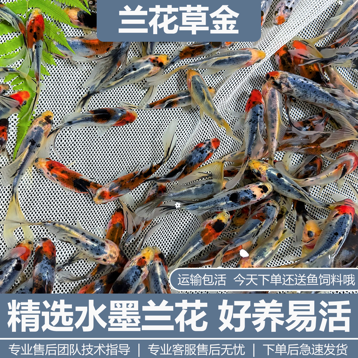 兰花草金草金鱼活体锦鲫锦鲤活鱼观赏鱼冷水鱼淡水小型鱼苗红鲫鱼