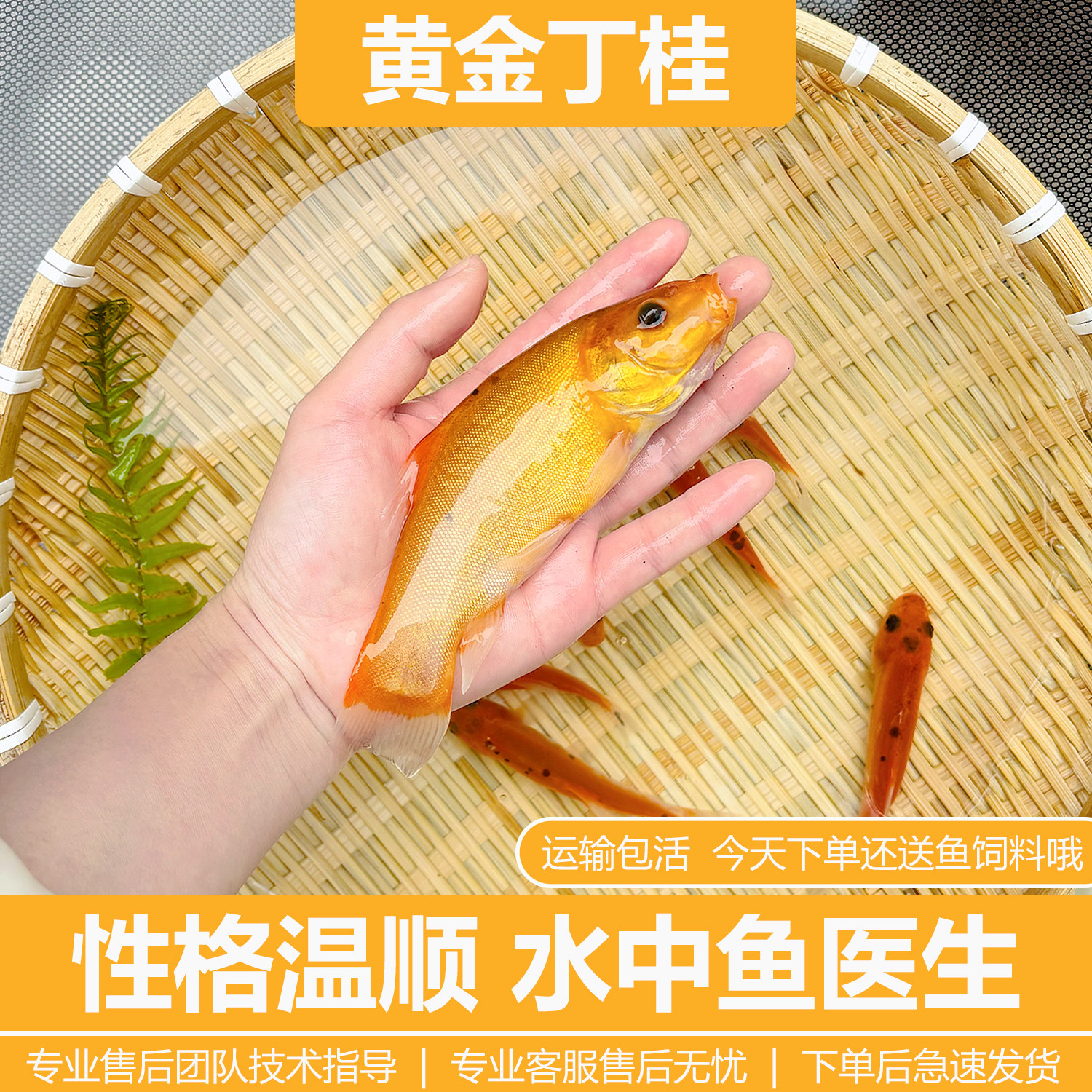 红丁桂鱼苗黄金丁桂欧洲丁鲑鱼黄化丁桂鱼淡水淡水养殖食观赏鱼苗 - 实物图