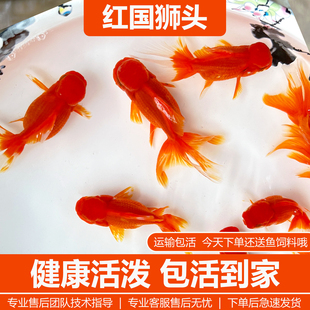 红狮金鱼国狮冷水小金鱼淡水鱼好养耐活精品红狮不加温便宜