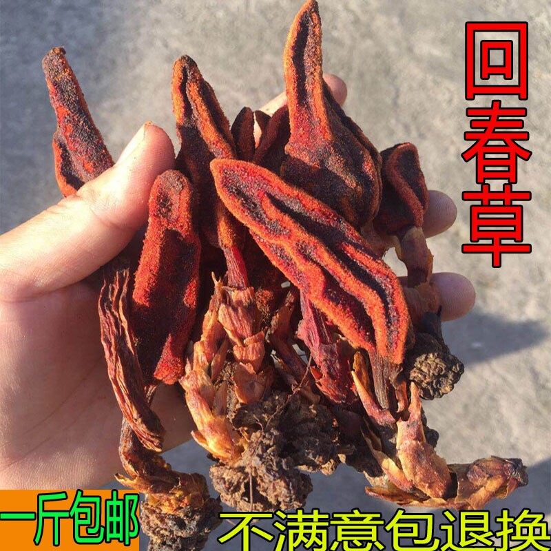 正品回春草野生续阳草500g新货中药材顶天柱不老草男士泡酒泡茶料