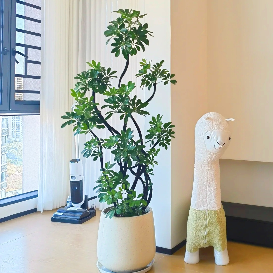 1.6米耐旱耐晒造型鸭脚木