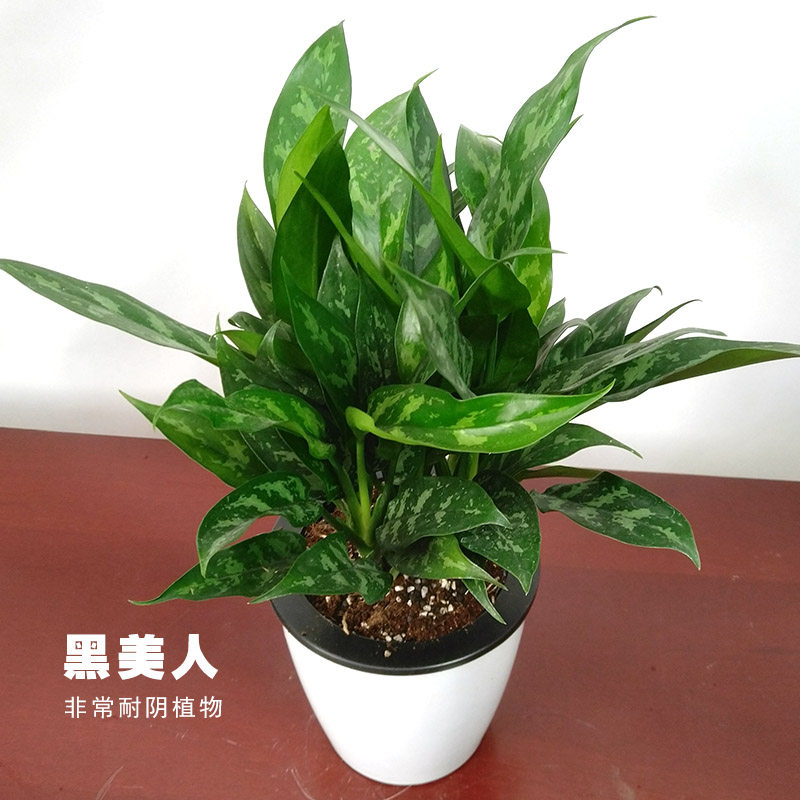 黑美人办公室桌面办公桌耐阴小绿植盆栽公司室内吸甲醛植物花卉