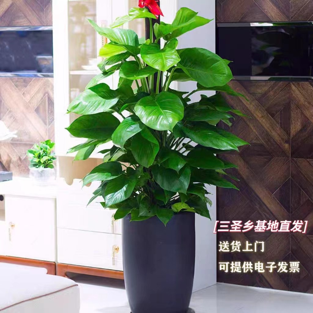 大叶绿萝大型室内绿植盆栽客厅办公室绿色植物花卉新房除甲醛成都