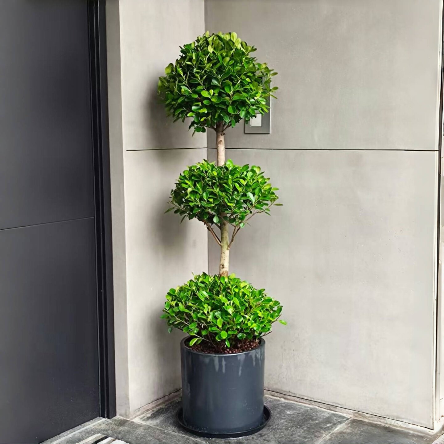 店铺门口植物金钱榕室外植物图片