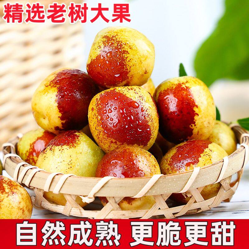 沾化冬枣 山东沾化冬枣5斤枣子新鲜水果现摘当季甜脆枣大青枣整箱