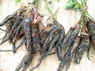 贵州道地中药材虎掌草 新鲜草玉梅见风青狗脚迹溪畔银莲花1斤包邮