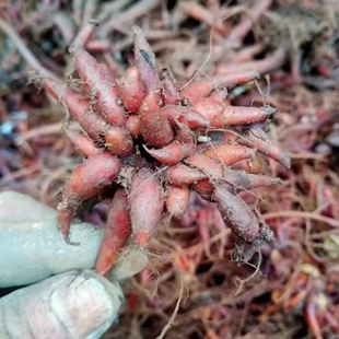 地产新鲜红活麻中药材500克 贵州红线麻红头麻红禾麻小红麻红火麻