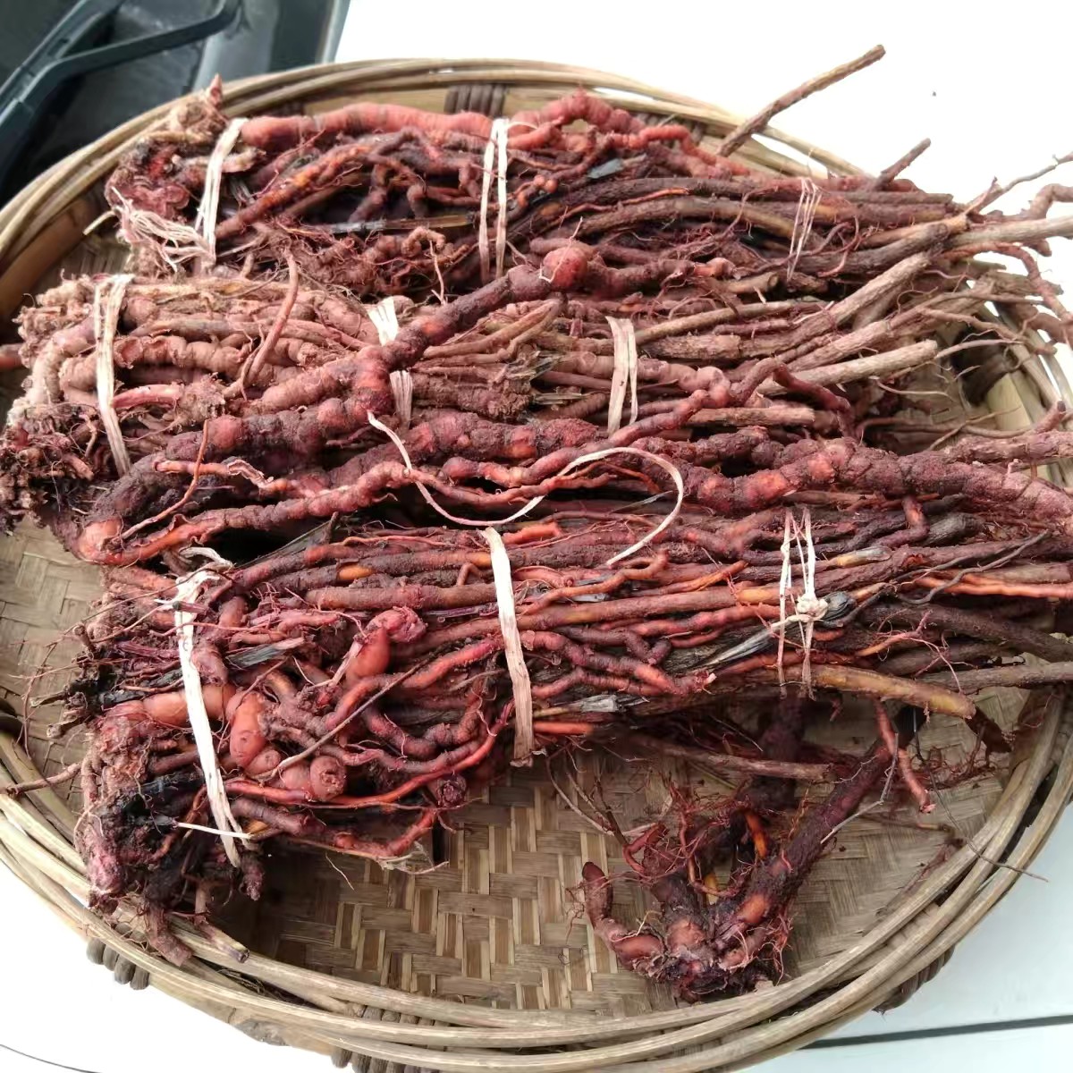 贵州茜草根茜草中药材 新鲜茜草整根小血藤红内消红根500克血见愁