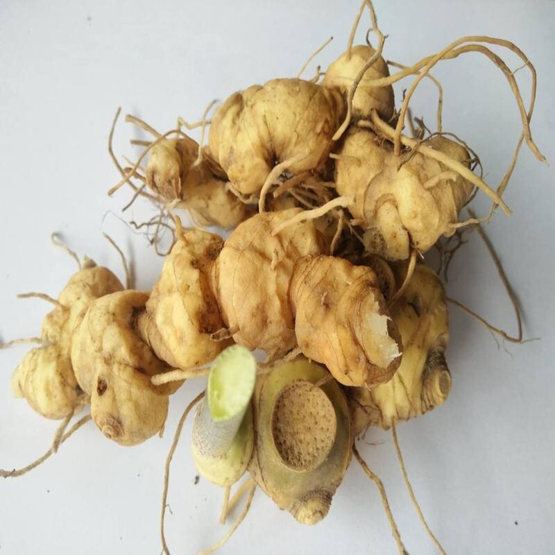 贵州野生新鲜黄精中药材图片