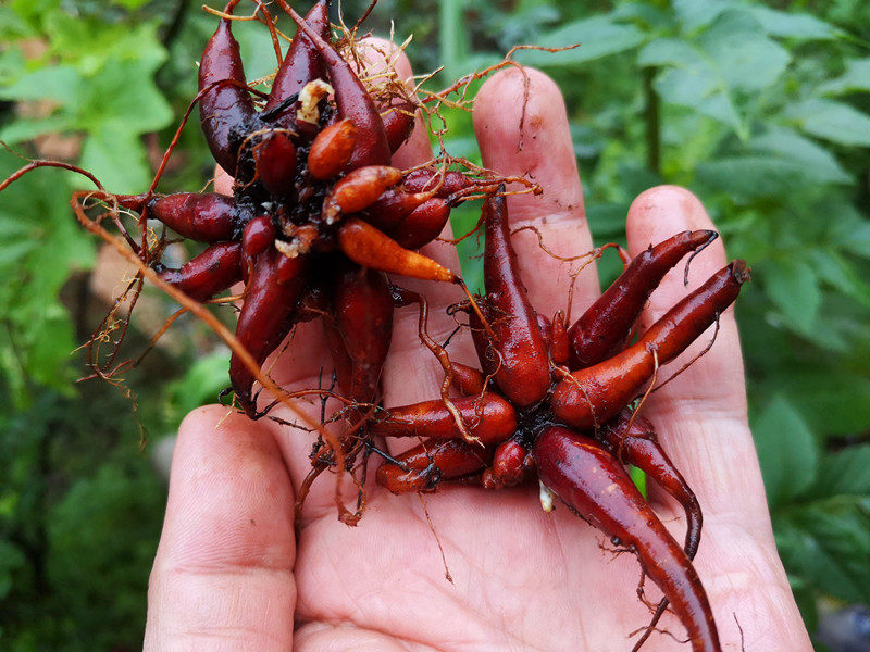 贵州道地草药新鲜红活麻根 中药材红线麻红禾麻小红麻红火麻500克