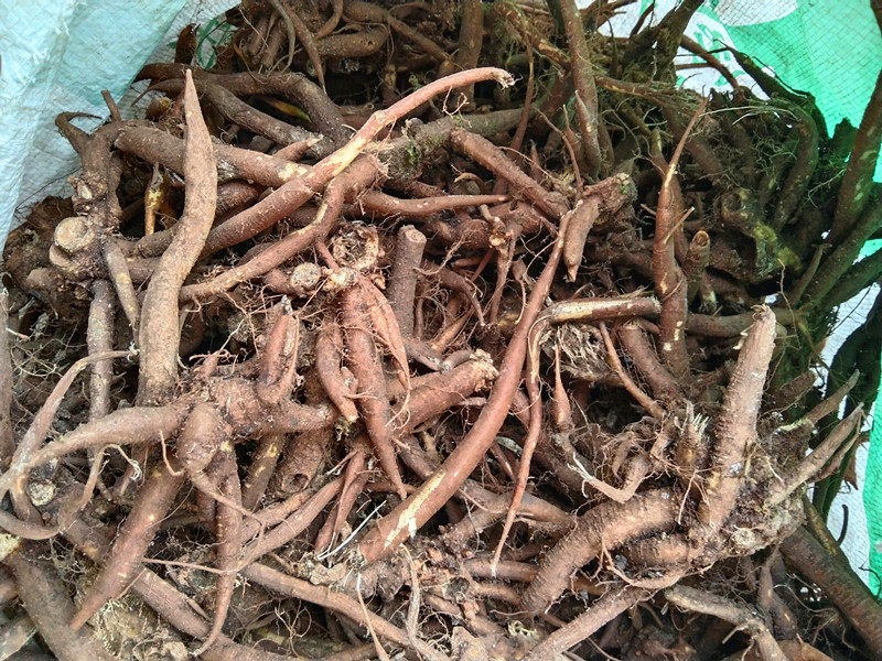 贵州新鲜荨麻草根 中草药材老虎麻蜇人草白活麻青火麻蝎子草500克