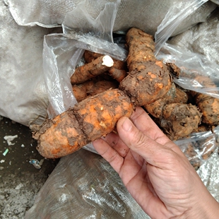 地产新鲜白首乌中药材500克 贵州山货隔山敲中草药隔山消隔山翘根
