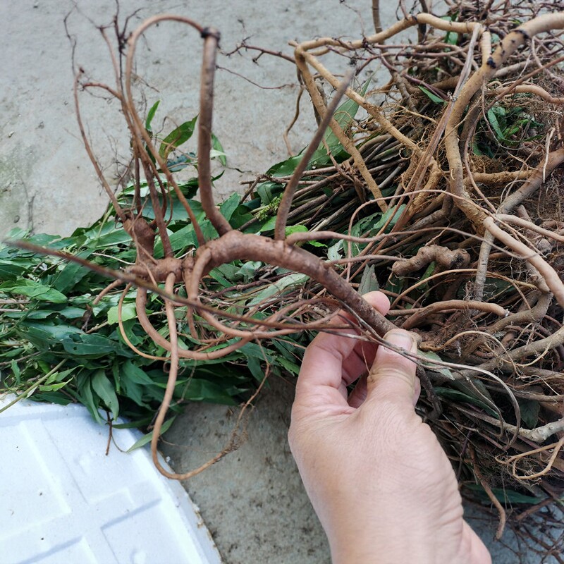 地产八爪金龙中药材干货500克 贵州山货开喉剑百两金猪总管铁雨伞