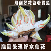 懒人型 养护处理好雕刻好漳州水仙花种球八字切收到直接上盆