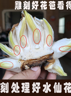 【懒人型】养护处理好雕刻好漳州水仙花种球八字切收到直接上盆