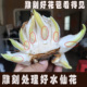 懒人型 养护处理好雕刻好漳州水仙花种球八字切收到直接上盆