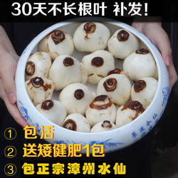 漳州水仙花种球种子买水仙送矮化肥冬春季开花单瓣复瓣不活补发