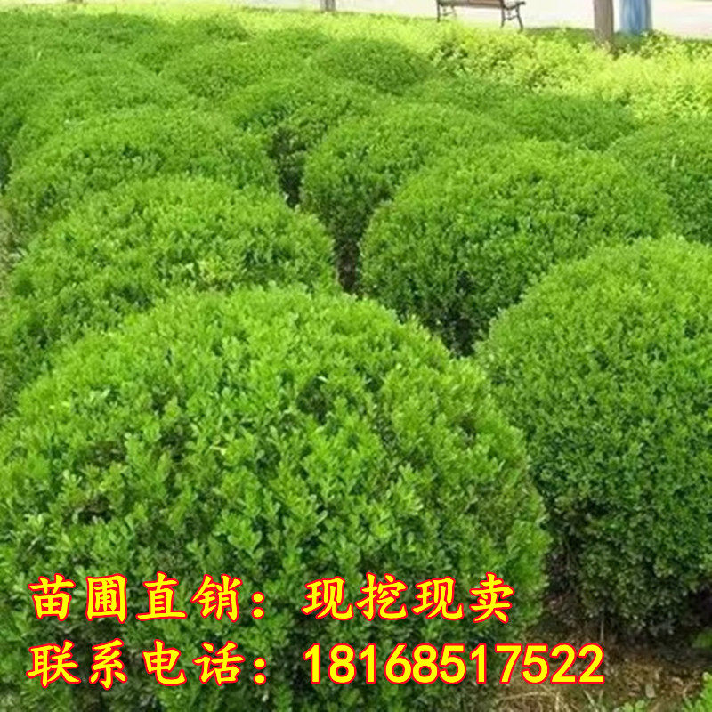 小叶黄杨球苗瓜子黄杨苗法国冬青球苗冬青苗金边黄杨庭院绿篱树苗