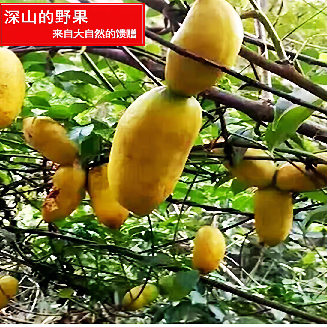赣南新鲜九月黄应季水果拿麻藤包牛卵坨八月瓜木通果特产现货包邮