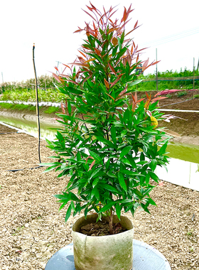 红车树苗庭院阳台花园绿植物红鳞蒲桃绿化风景树木绿篱笆四季常青
