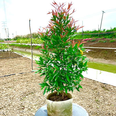 红车木庭院园林绿化风景