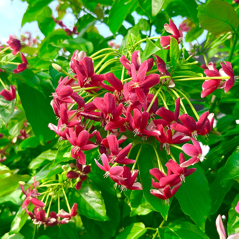 史君子攀援灌木爬藤绿植花卉花墙