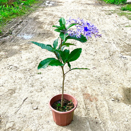 许愿藤泰国大叶蓝花藤庭院园林地栽阳台楼顶盆栽花墙花廊花架花卉