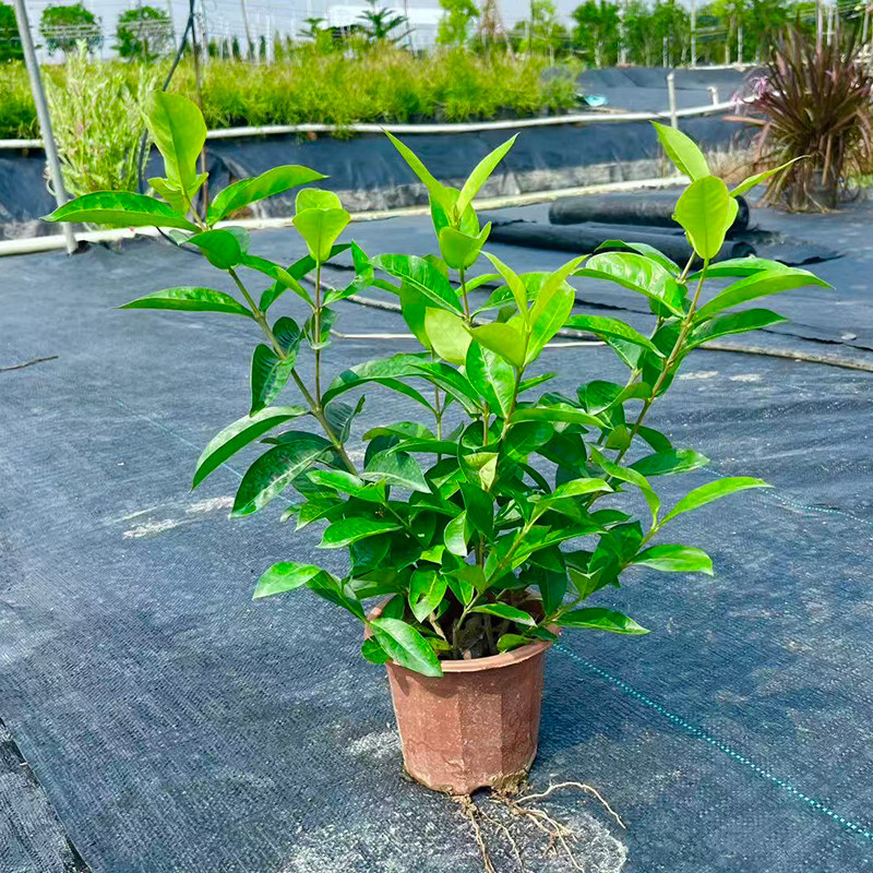 宫粉龙船花盆栽庭院阳台绿植花卉