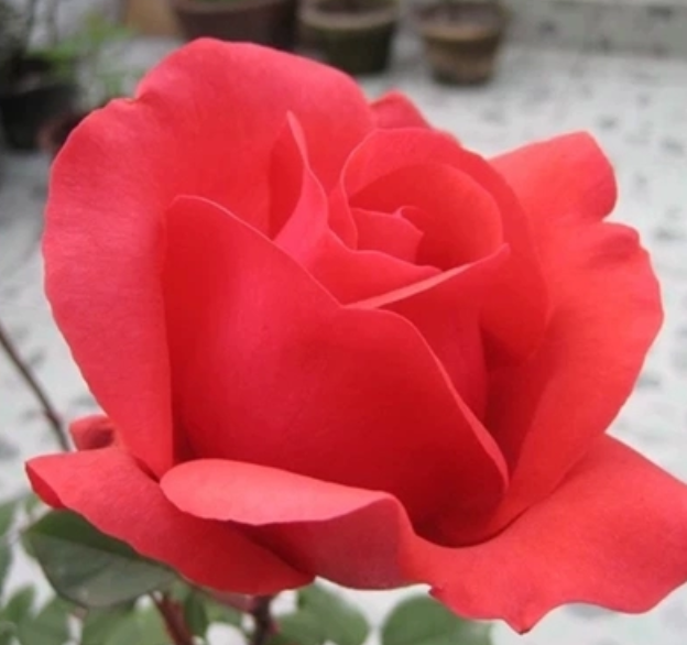 绯扇月季花苗 大花浓香型月季玫瑰花苗阳台室内盆栽花卉 多季开花