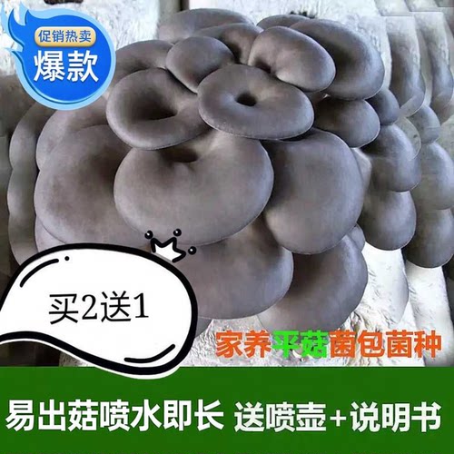 平菇菌包菌种食用菌棒满30元小号