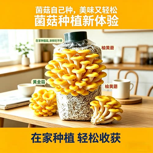 新款菌棒阳台家庭种植榆黄蘑